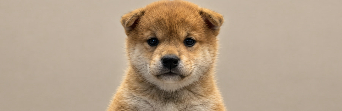 Wuf, a shiba puppy staring straight at you
